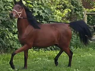 Ox araber hoppe plag 2 år