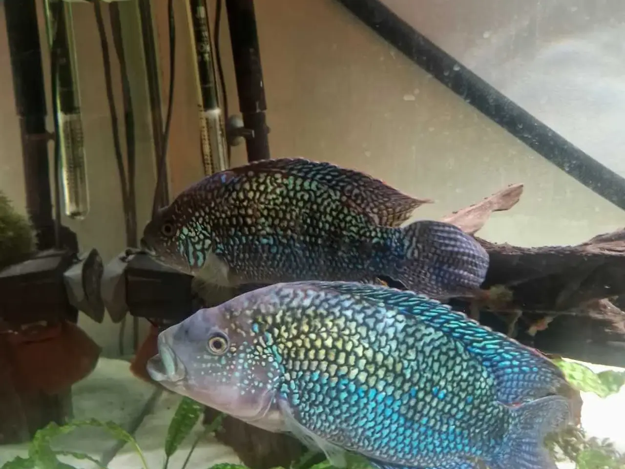 Billede 3 - Jack dempsey