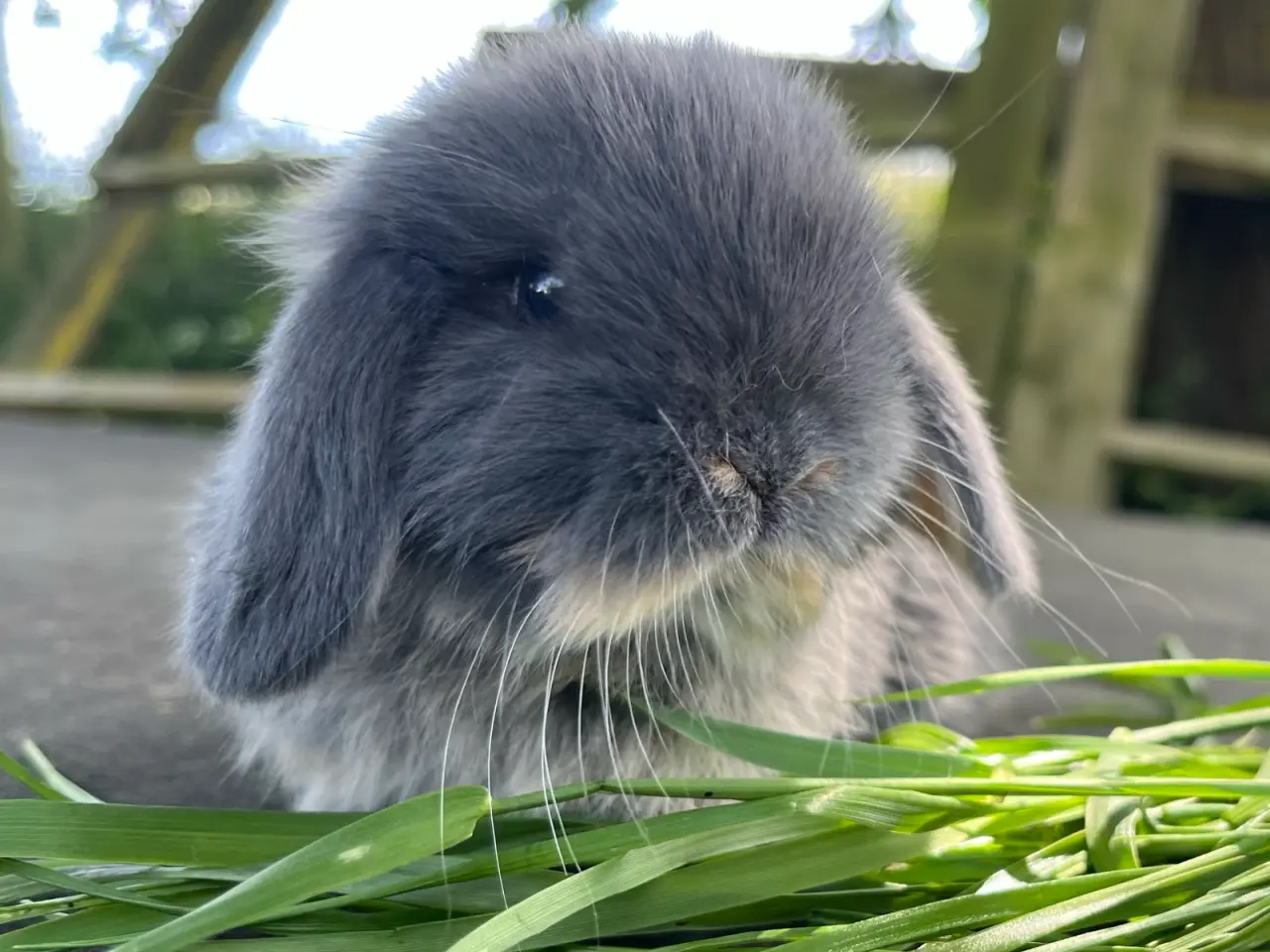 Billede 2 - Minilop unge 🐰❤️