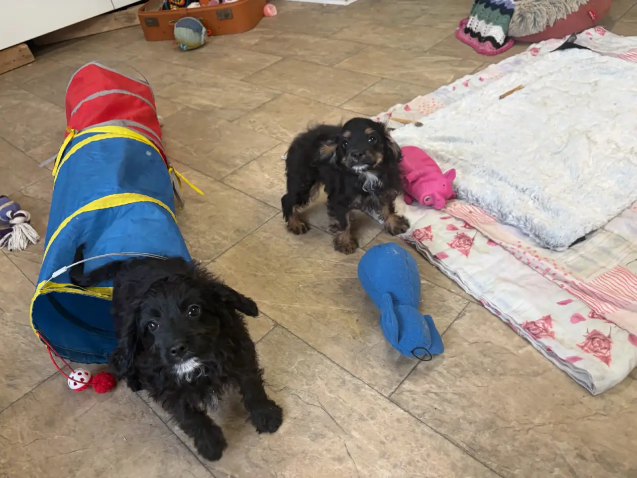 Billede 14 - Små virkelig fine mini Cavapoo babyer