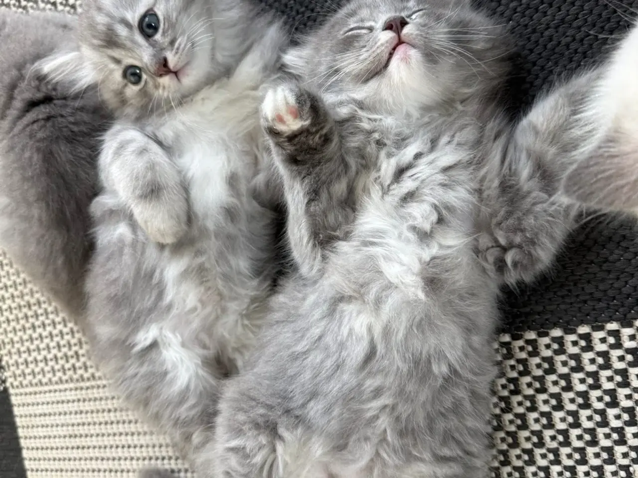 Billede 12 - Lækre 3/4 Ragdoll +1/4 perser killinger, katte