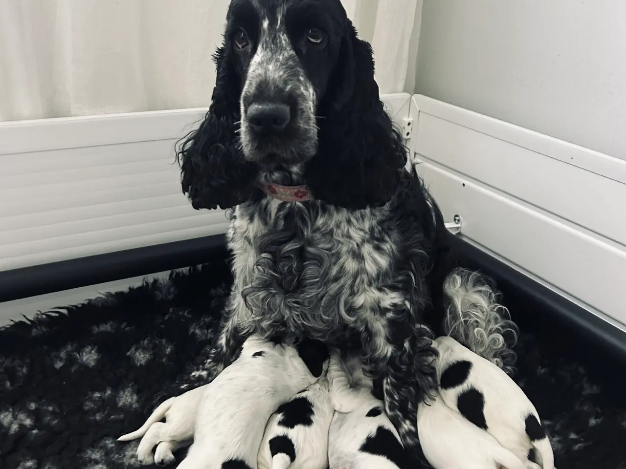Billede 1 - Engelsk Cocker Spaniel hvalpe/Blue Roan