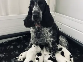 Engelsk Cocker Spaniel hvalpe/Blue Roan