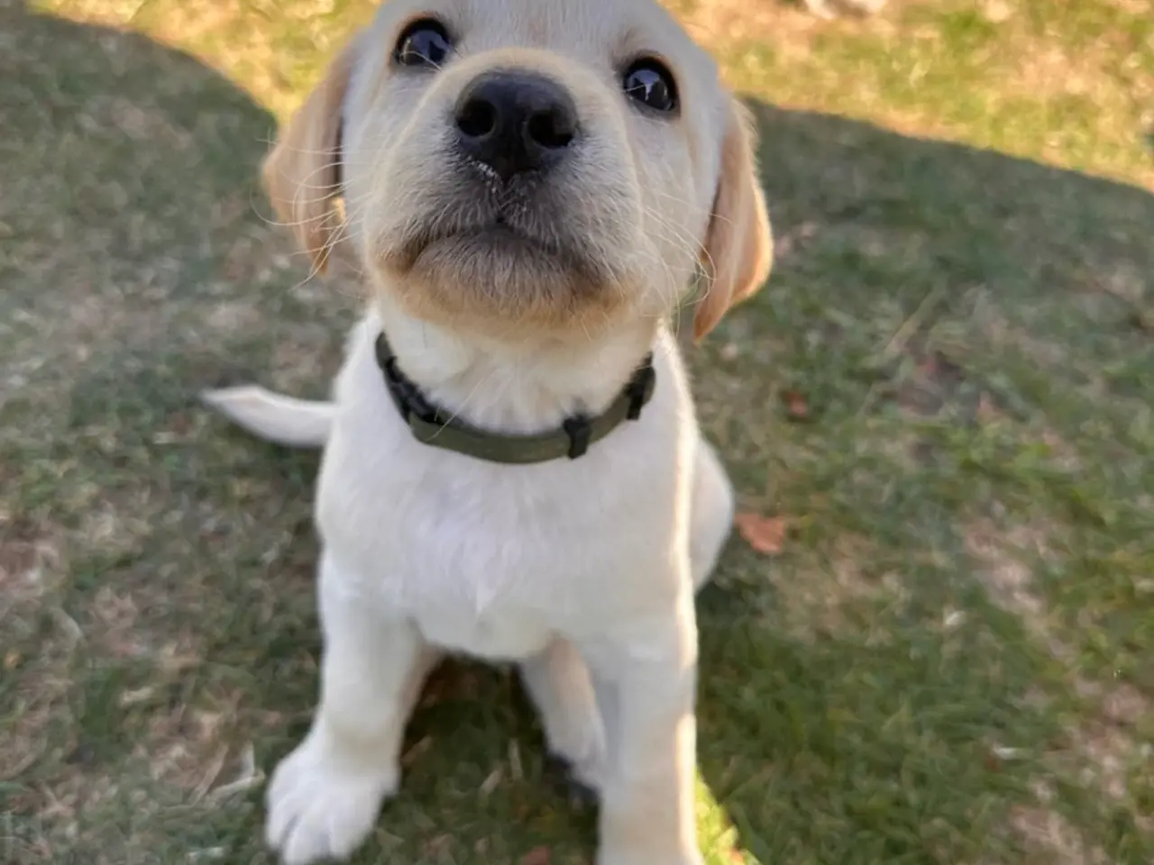 Billede 13 - 🐶 Labradorhvalp F1 søger kærligt hjem 