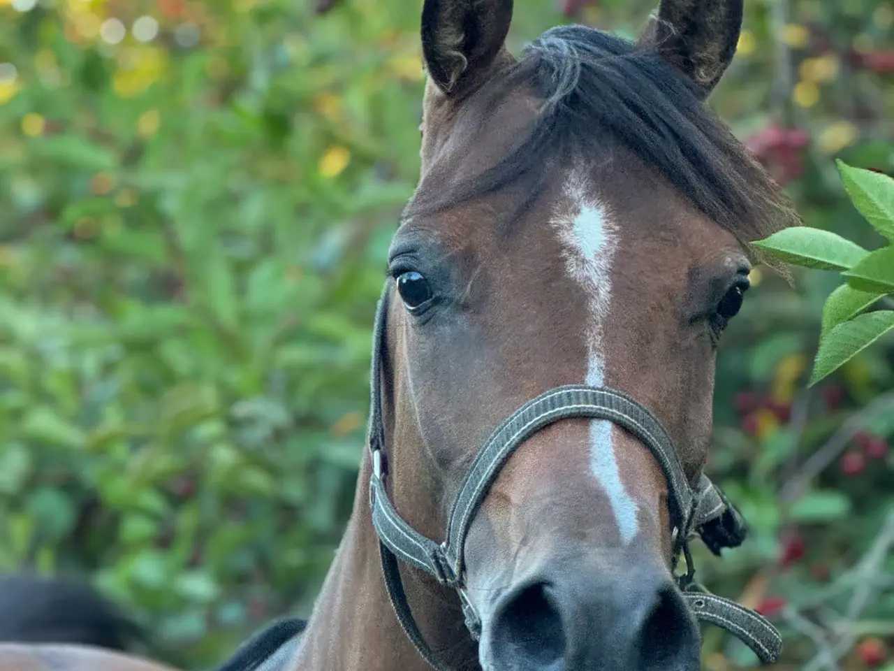 Billede 9 - 6-årig araberhoppe