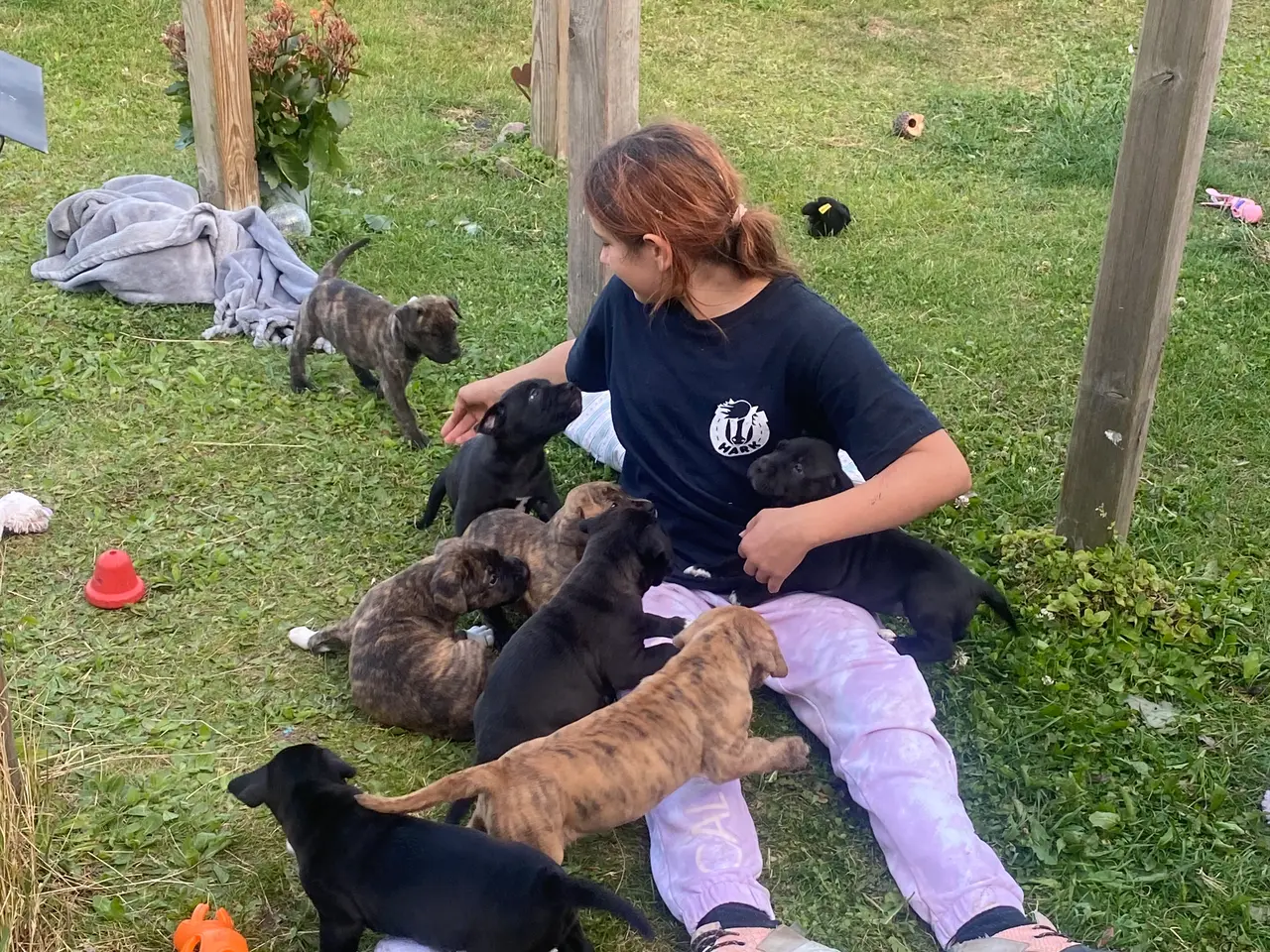 Billede 8 - Presa canario bl. Stor familiehund