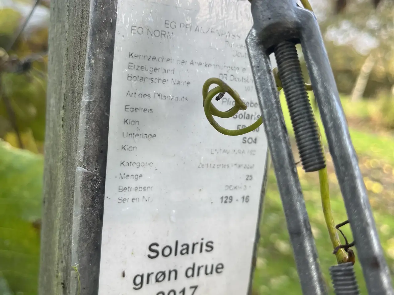 Billede 1 - Vinstokke solaris grønne druer