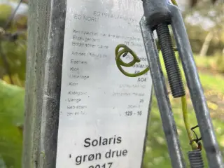 Vinstokke solaris grønne druer