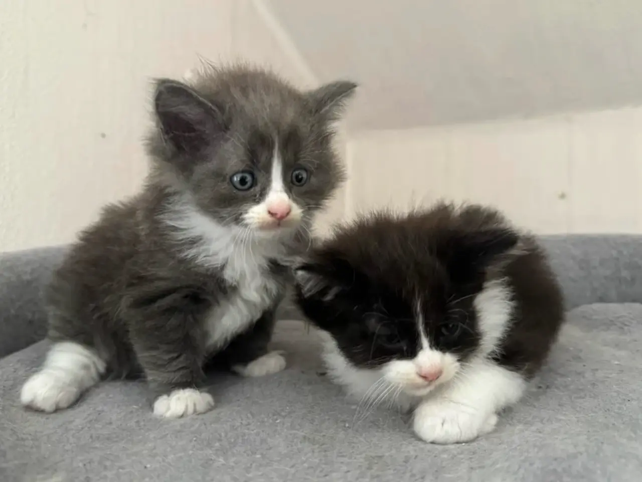 Billede 7 - 💙🖤Maine Coon/Ragdoll hankillinger 🖤💙