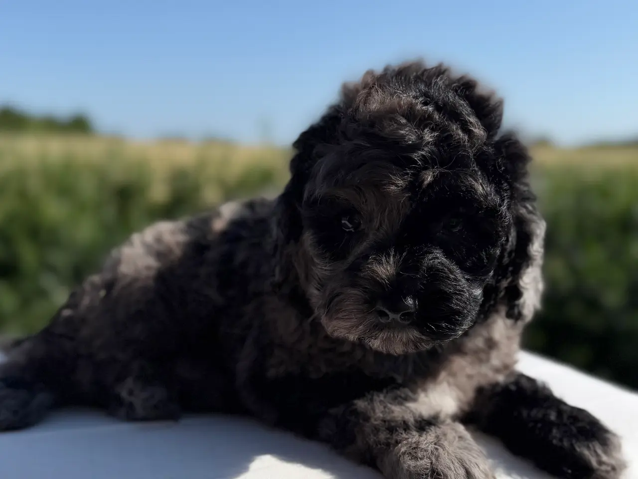 Billede 5 - amerikansk cockapoo dreng