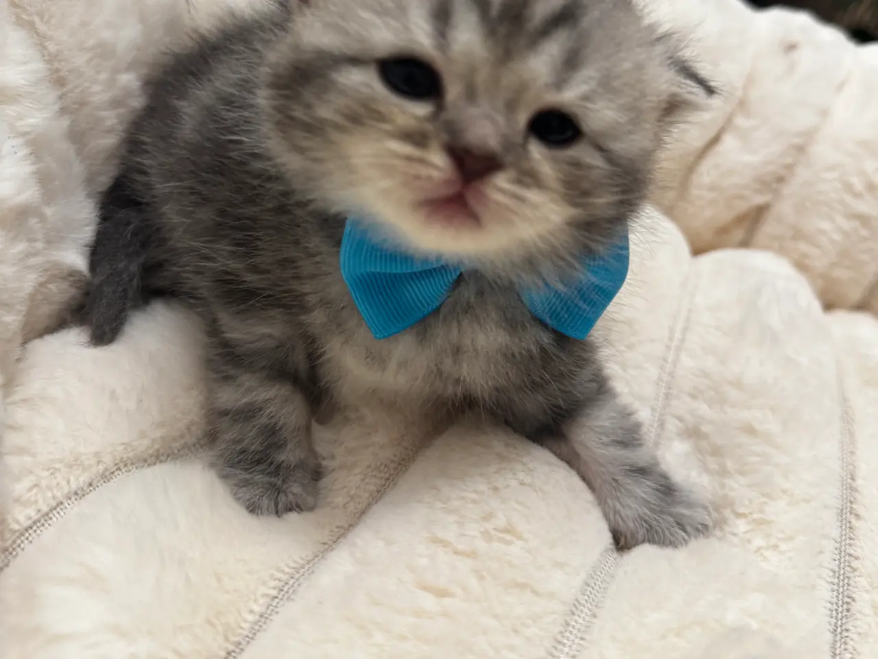 Billede 4 - Unikkeste British Shorthair Killinger til Salg