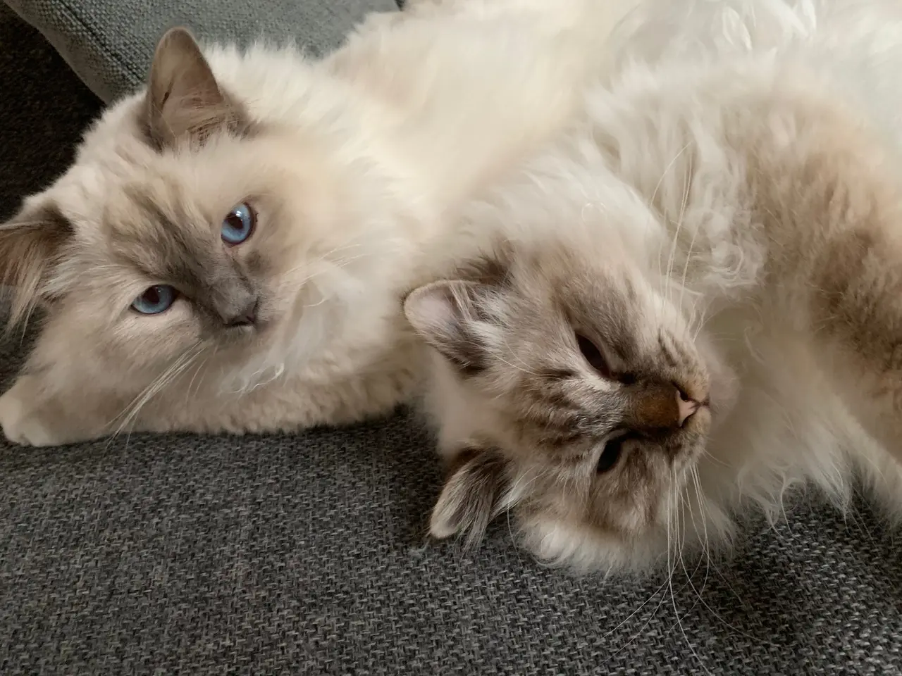 Billede 2 - To Hellig Birma katte