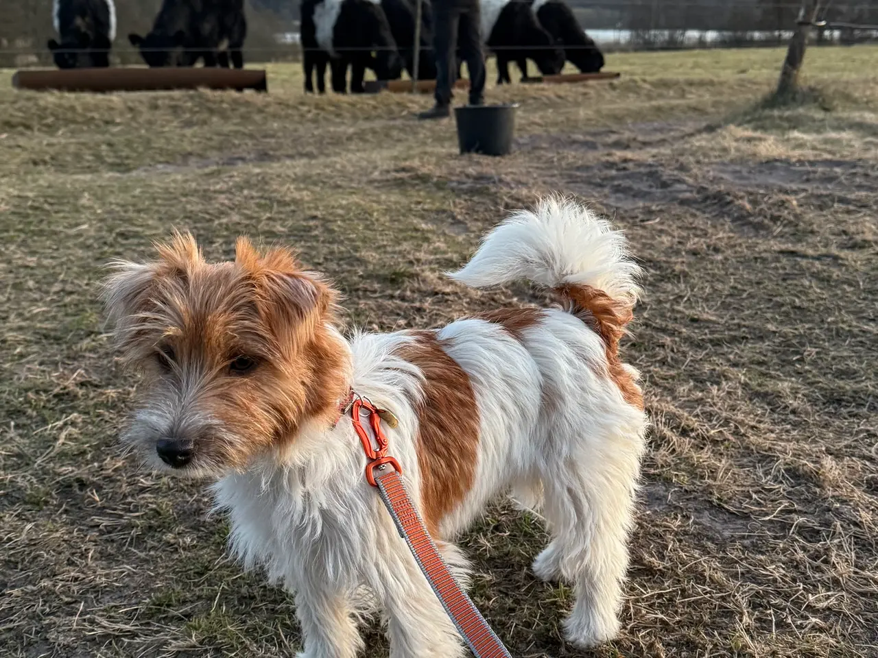 Billede 11 - 7 fine Jack russel hvalpe 🐶
