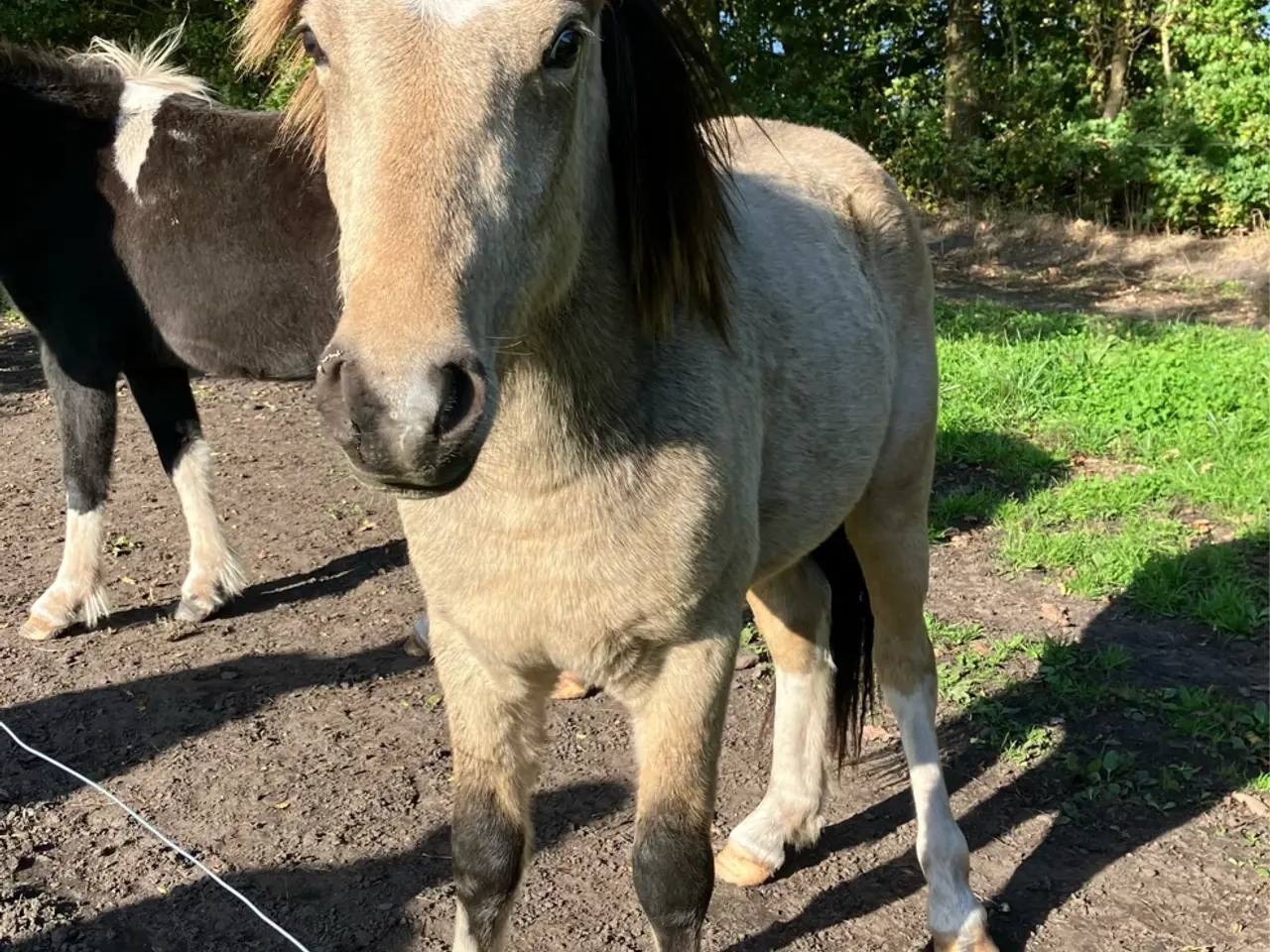 Billede 1 - Ponyhingst, 2 år