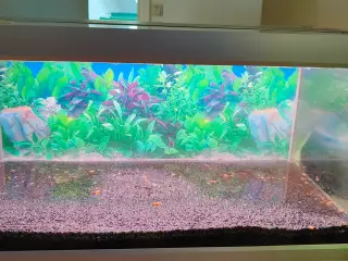 54 liters Akvastabil Family akvarie