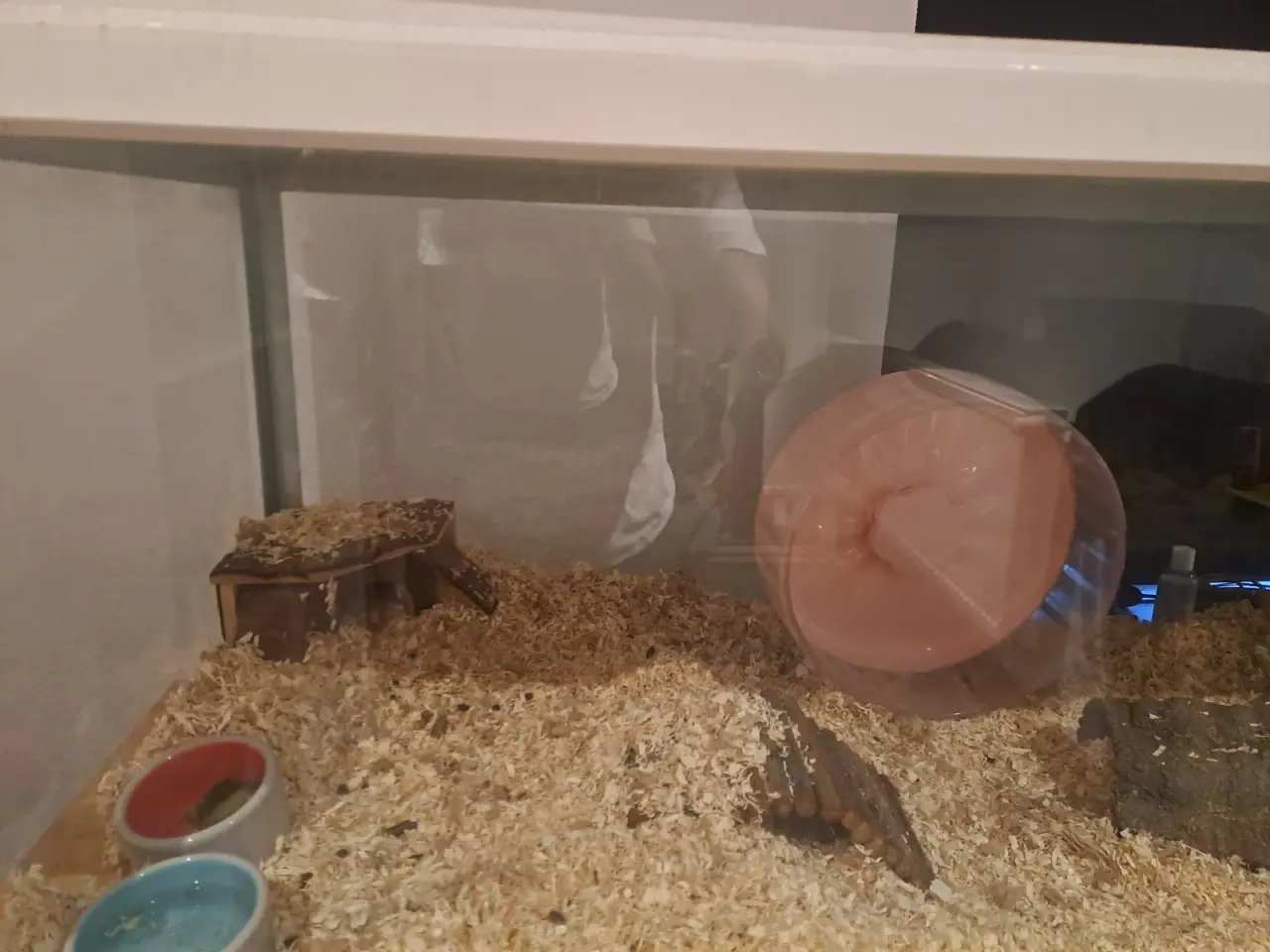 Billede 2 - Guldhamster med al tilbehør