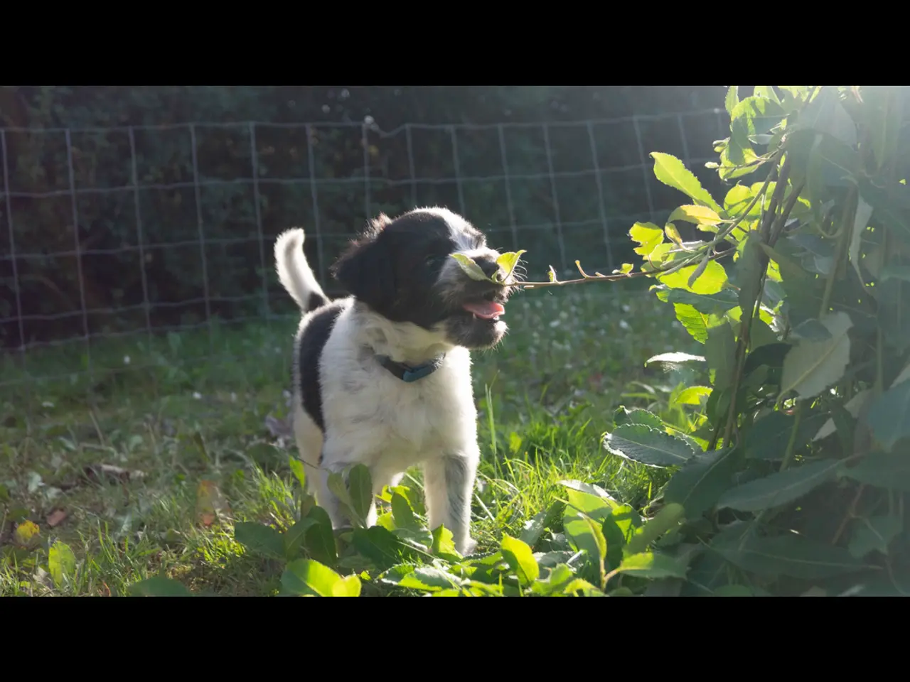 Billede 3 - Samojede/schapendoes hvalpe🐾