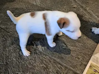Jack Russel Terrier - 2