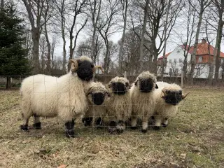 Valais Blacknose væddere