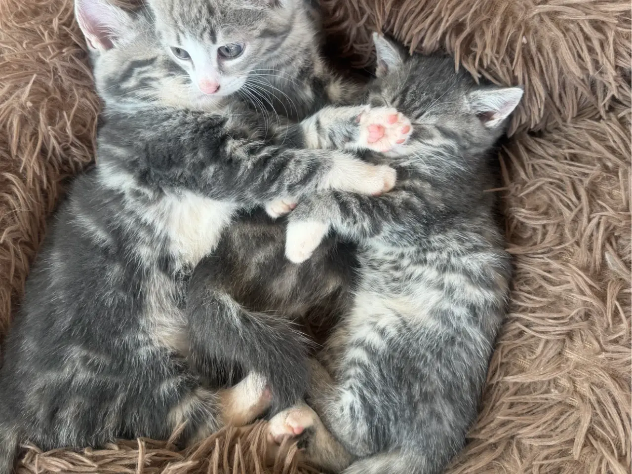 Billede 1 - 🐾  4 søde hunkillinger søger kærlige hjem 🐾
