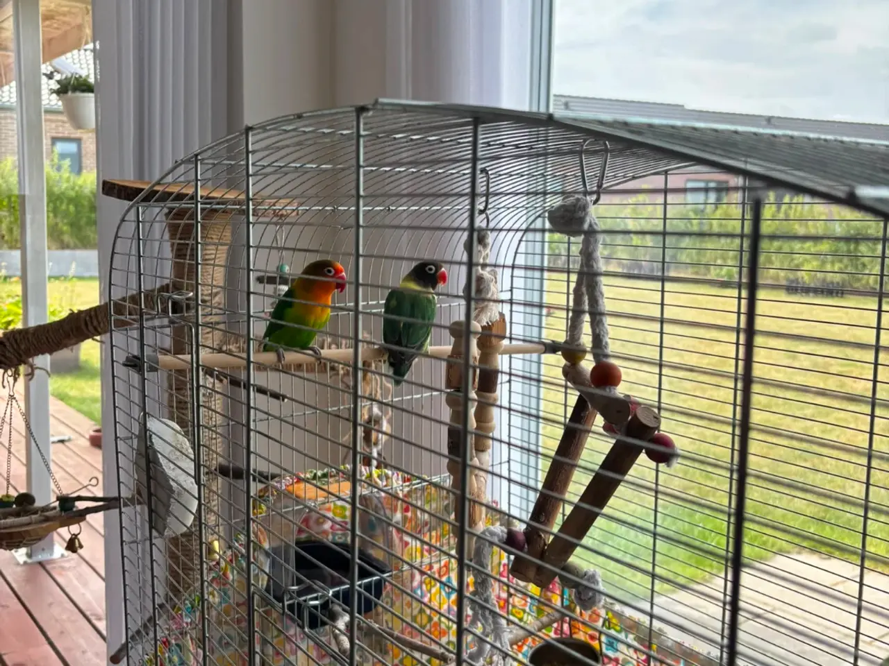 Billede 4 - 2 voksne dværgpapegøjer sælges med stort bur 🐦❤️