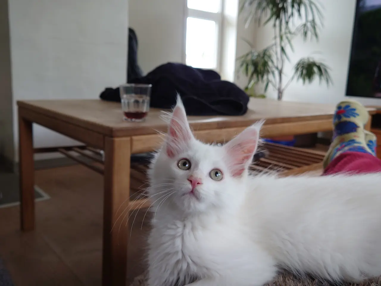Billede 2 - Smukke Maine coon far med tavle