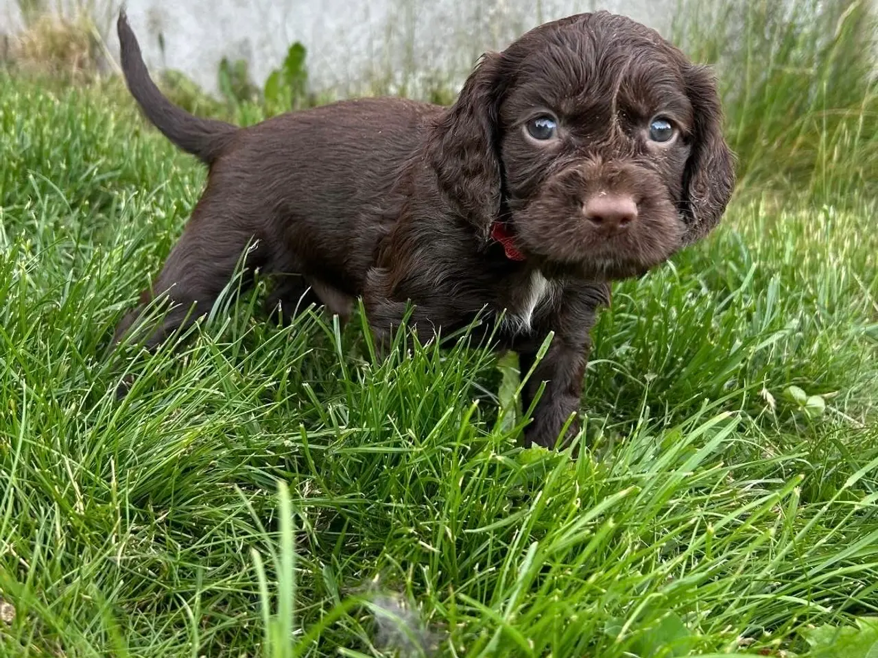 Billede 4 - FT Cocker Spaniel hvalpe