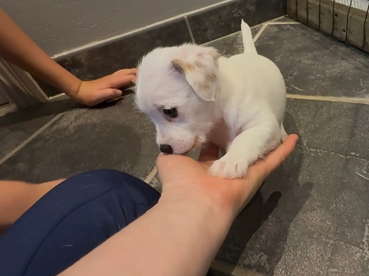Billede 5 - En Tæve Jack Russel+ Maltiser 7 uge. Døv.