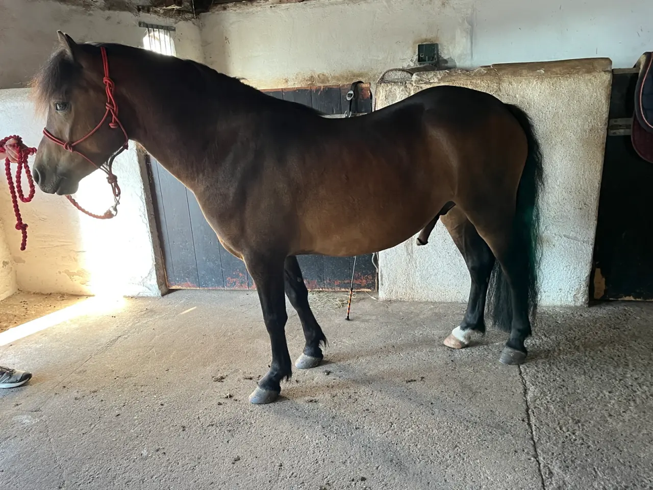 Billede 8 - Dartmoor vallak 3 år