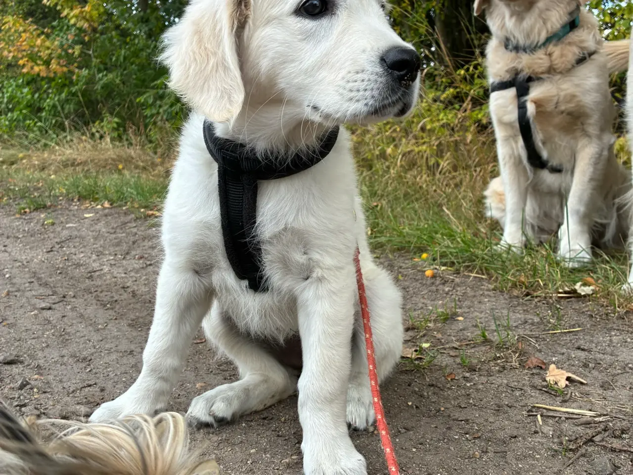 Billede 2 - Golden retriever hvalpe