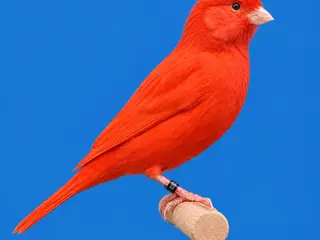 Røde og Rød Mosaik kanarier.