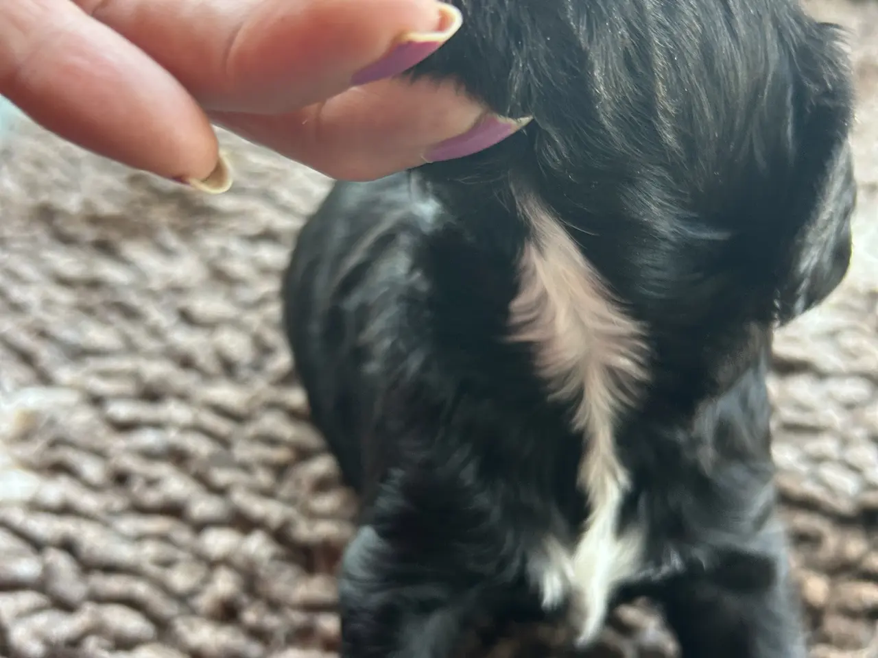 Billede 4 - Cavapoo f1 dreng sælges