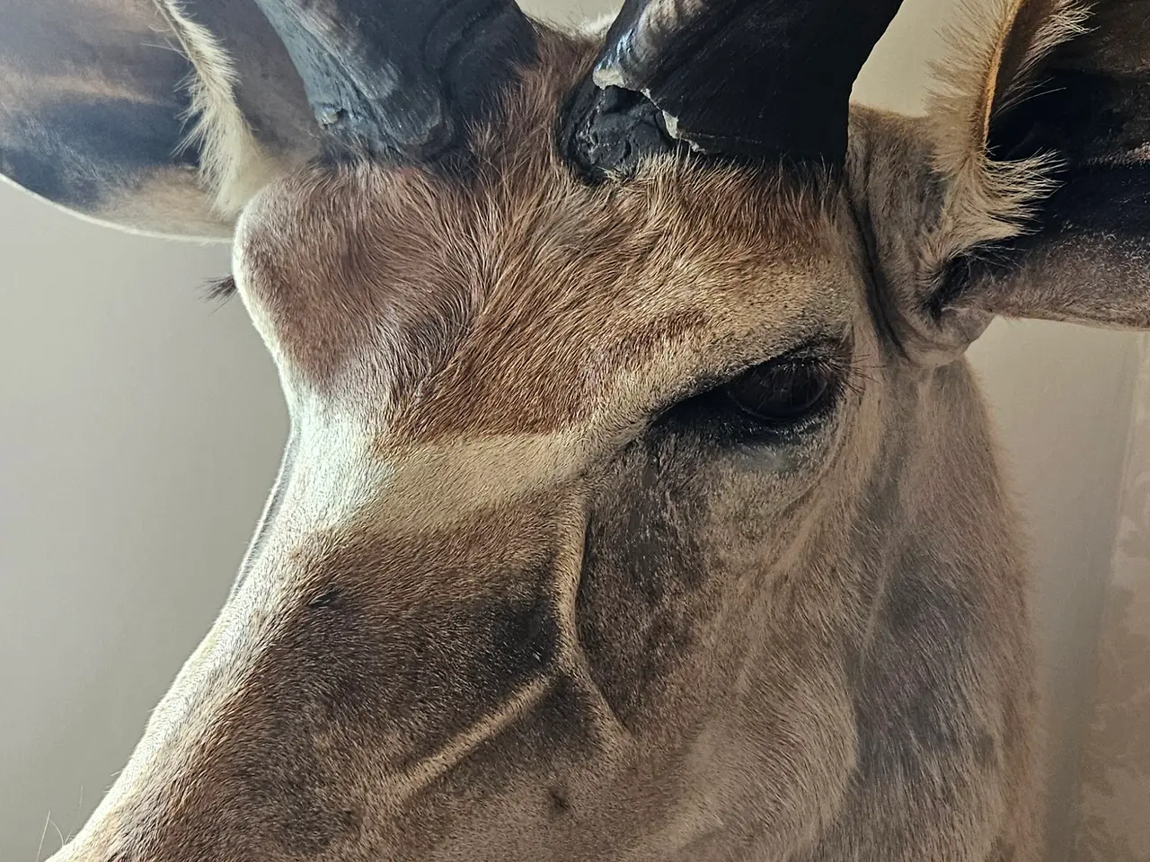 Billede 4 - Jagttrofæ Kudu