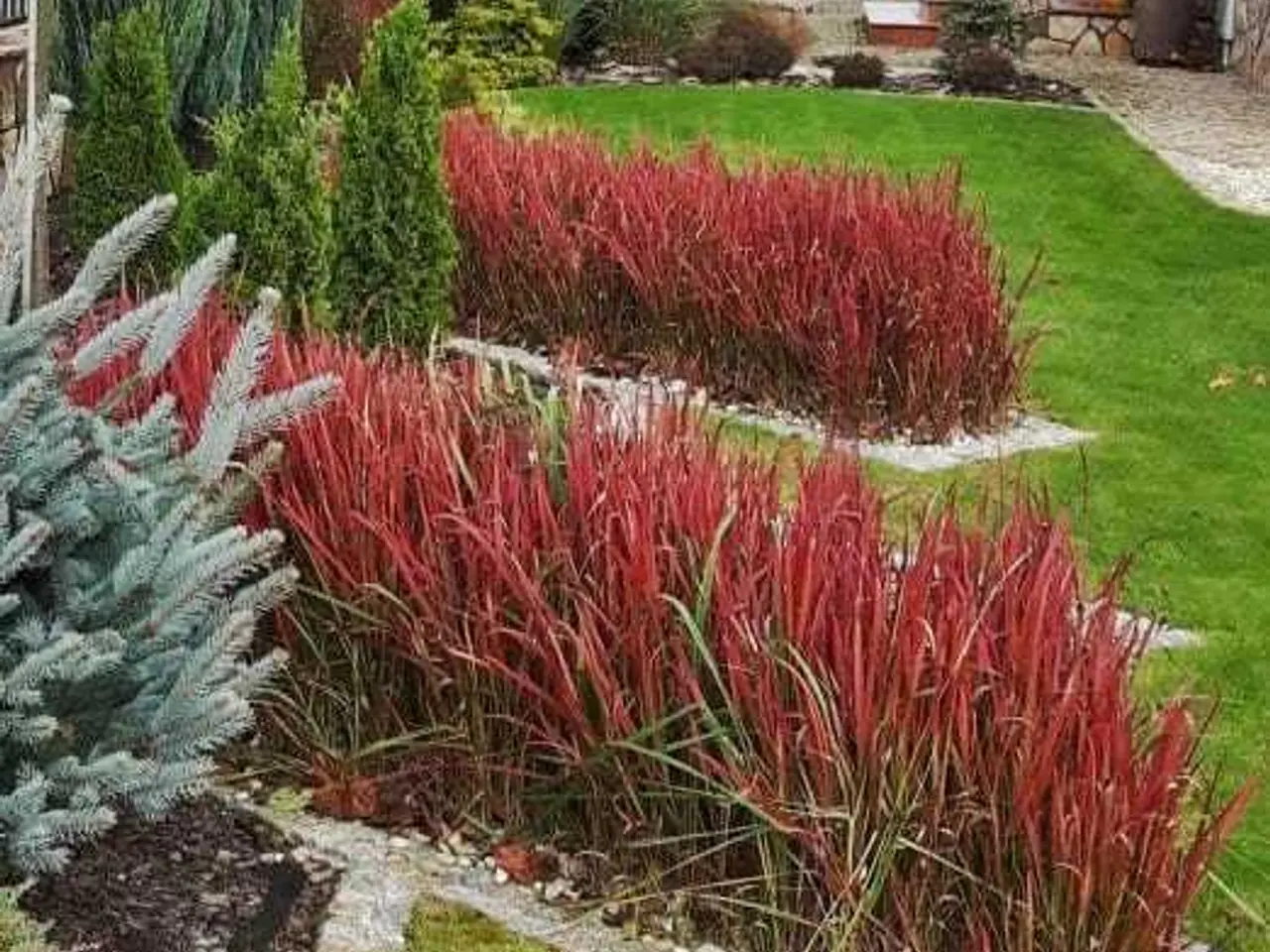 Billede 2 - Blodgræs Red Baron prydgræs planter 