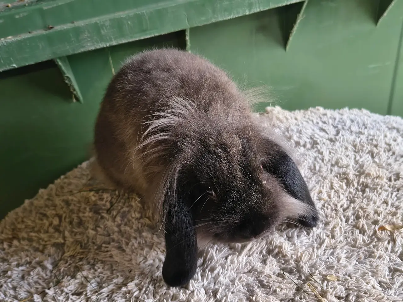Billede 1 - Mini lop+🦁