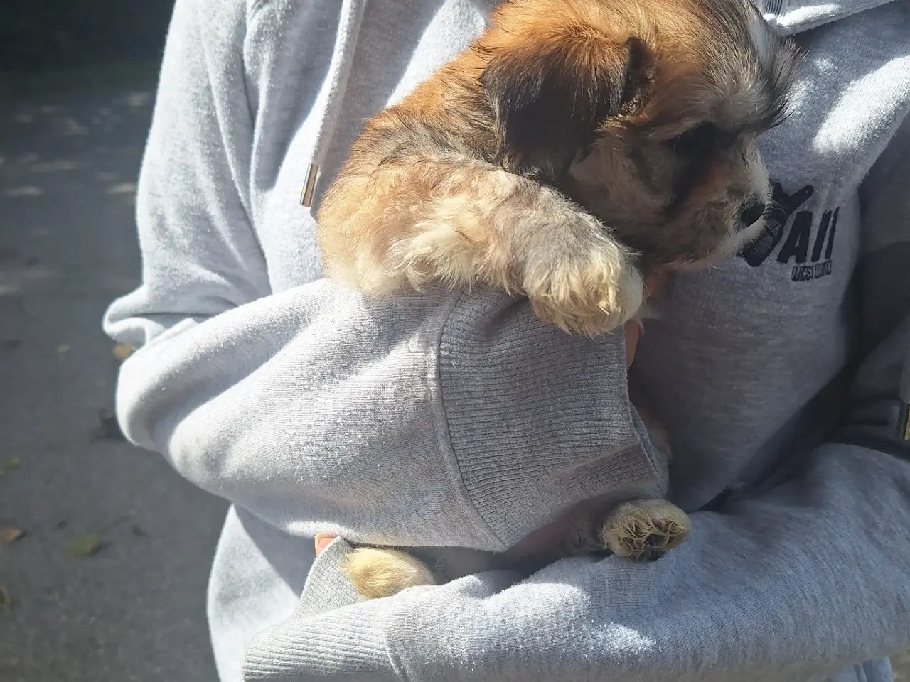 Billede 13 - Lhasa Apso malteser hvalpe