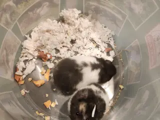 Guldhamster piger unger