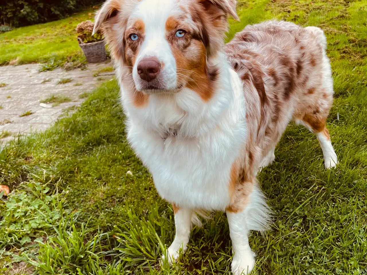 Billede 7 - Australian shepherd hvalpe 