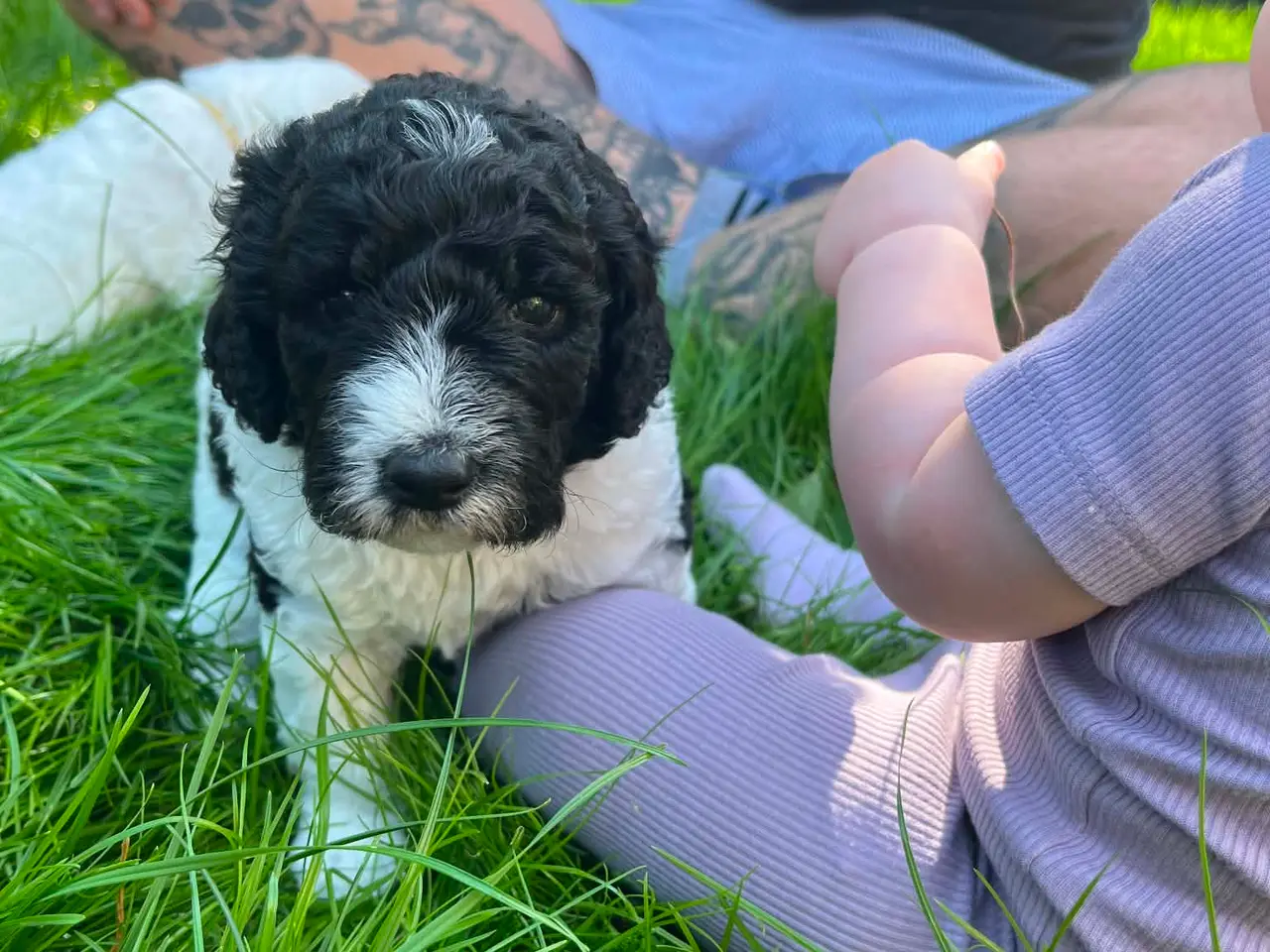 Billede 4 - Labradoodle hvalpe