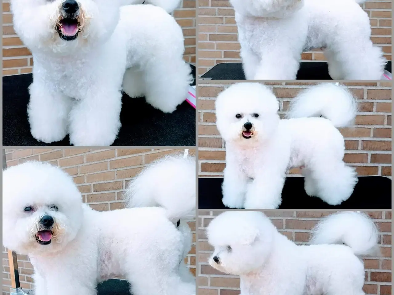 Billede 12 - Bichon Frise allergivenlige hvalpe