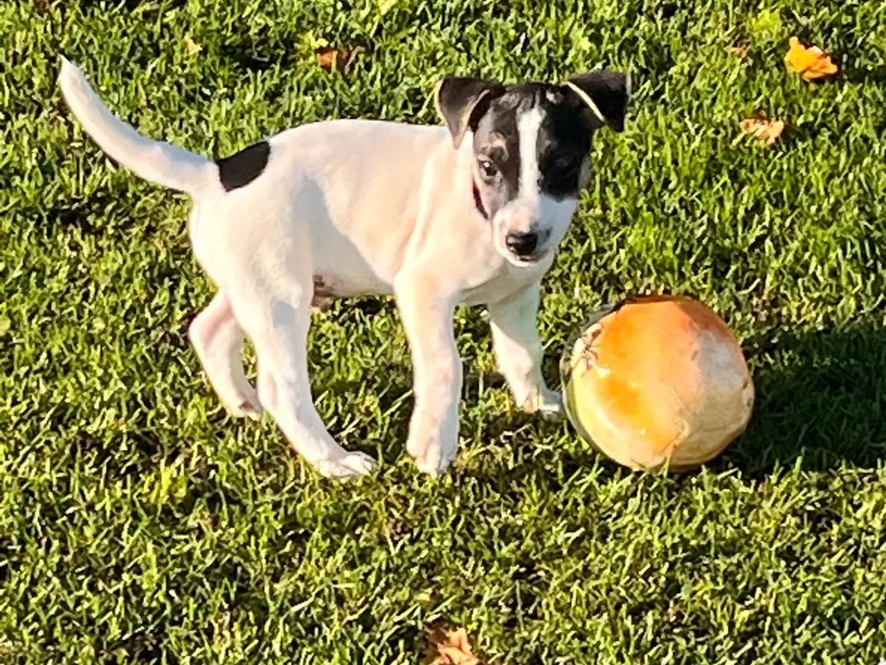 Billede 1 - Jack Russel hvalp