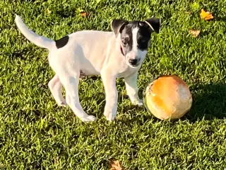 Jack Russel hvalp