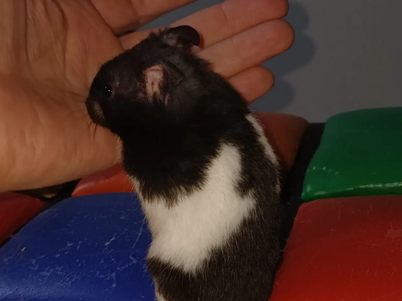 Billede 19 - Guldhamster unger (korthårede)