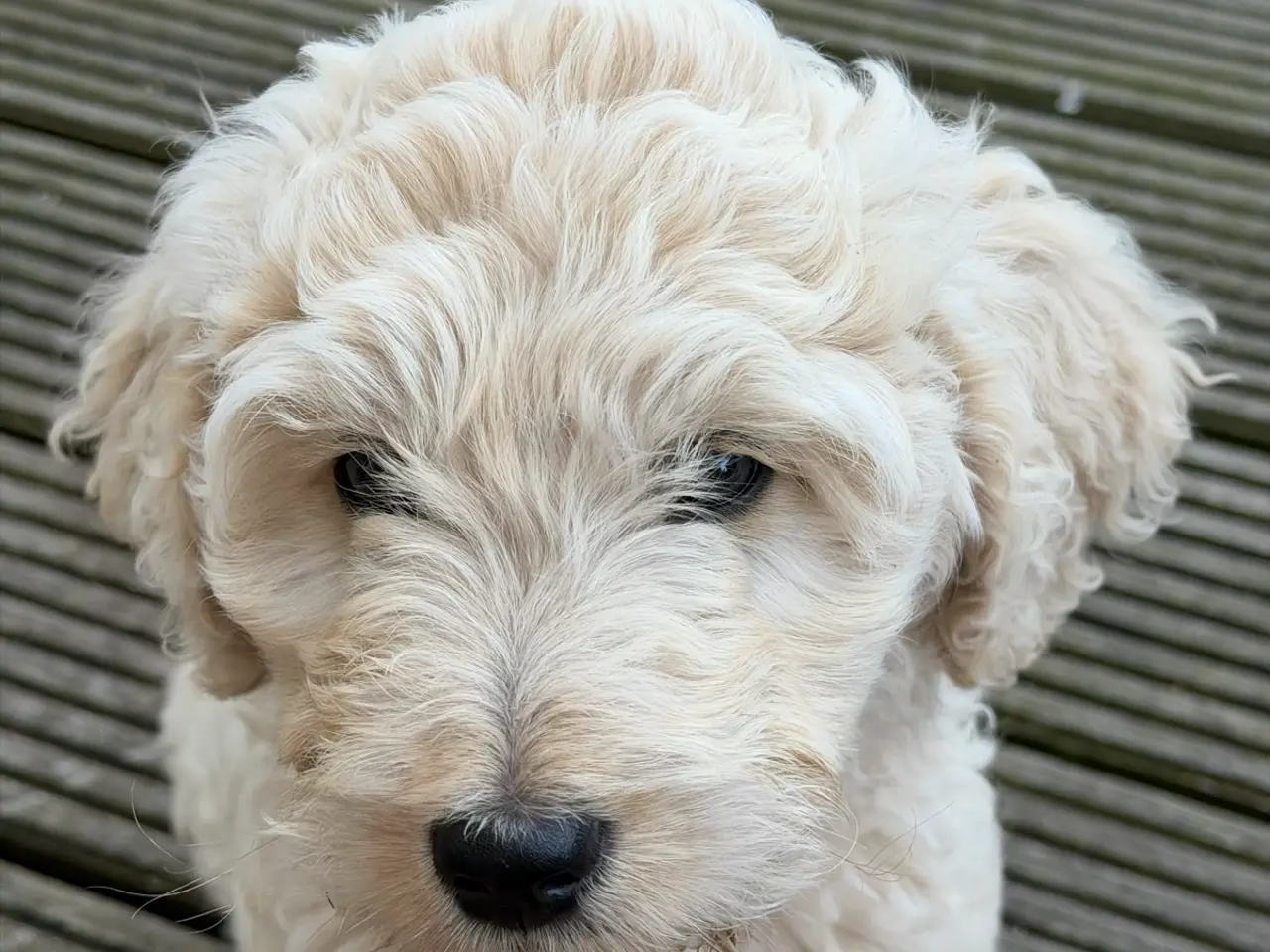 Billede 1 - Labradoodle - Otto sælges til halv pris