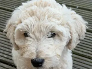 Labradoodle - Otto sælges til halv pris