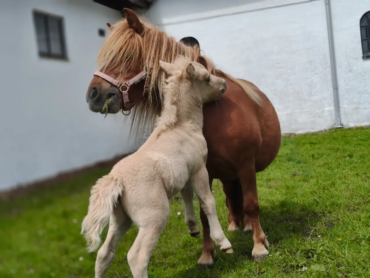 Billede 6 - Smuk palomino hingst