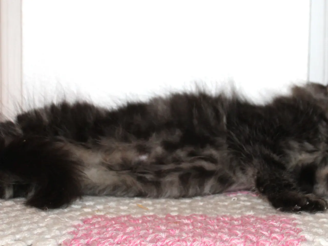 Billede 3 - 🤎 En rigtig kælepot med store poter 🌿 Maine Coon