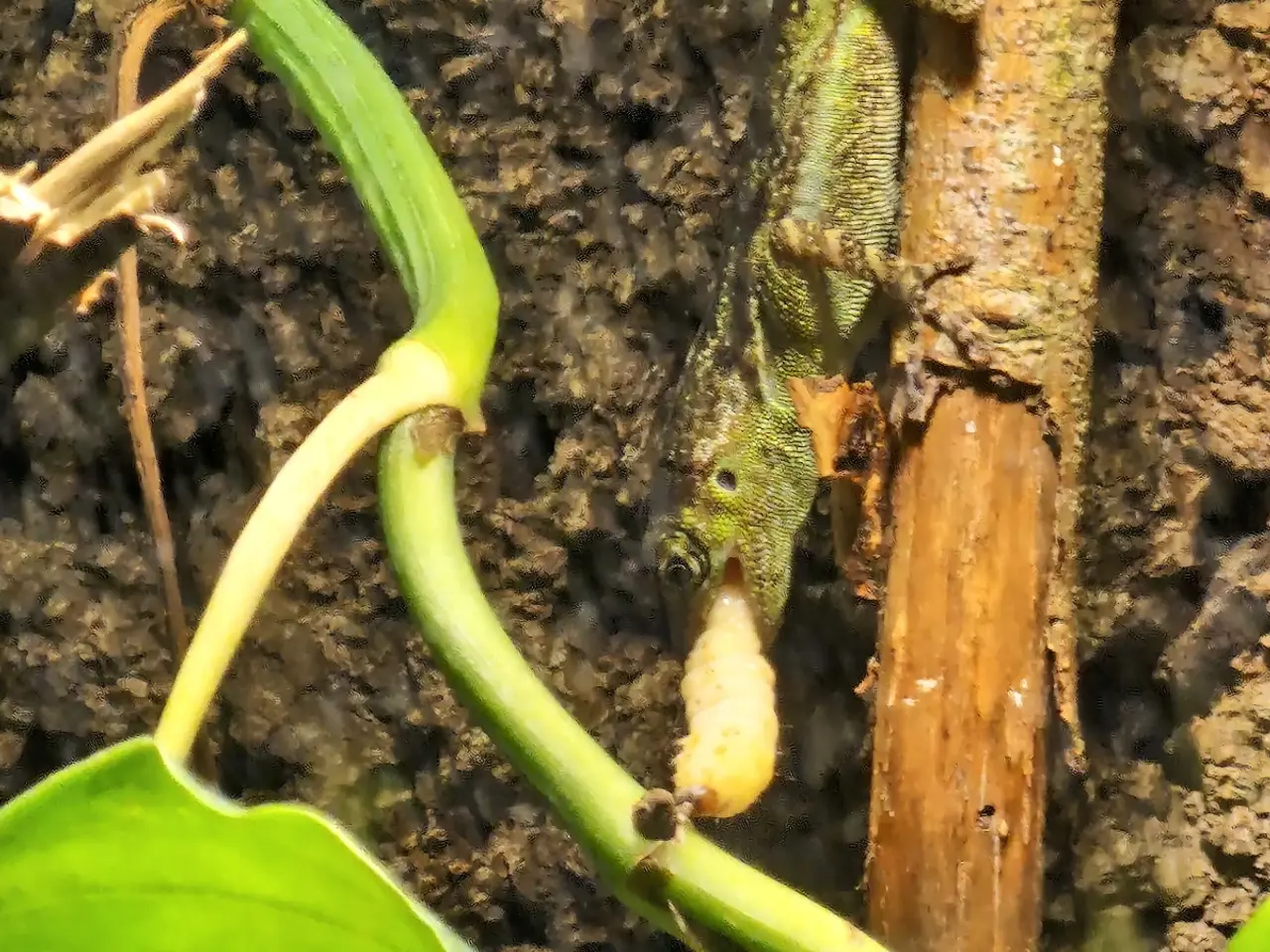 Billede 1 - Anolis roquet salinei 1,1