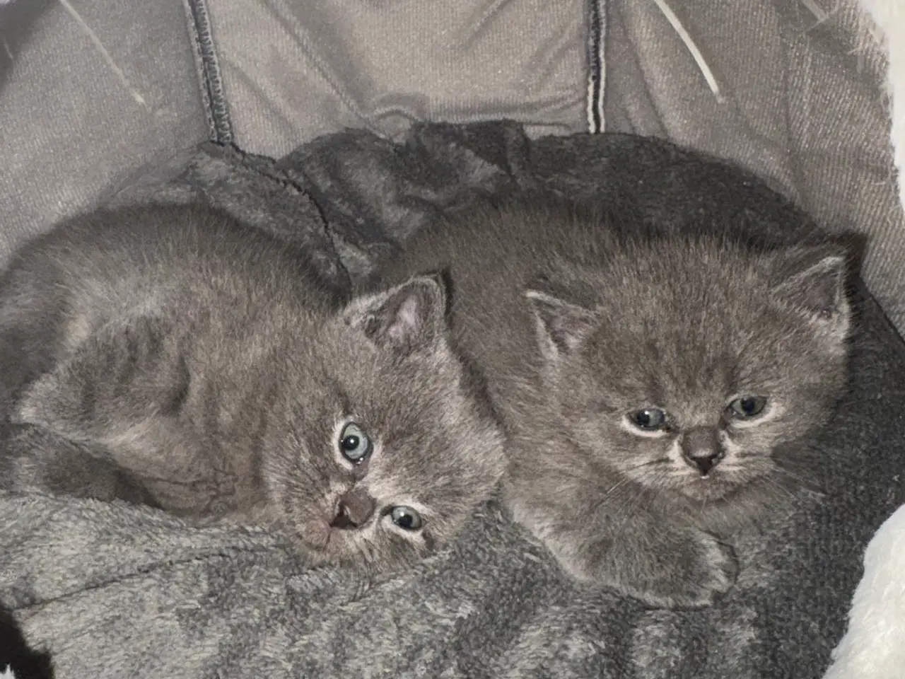 Billede 1 - British shorthair killinger søger hjem