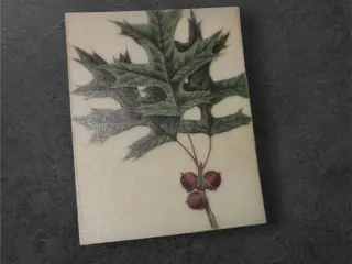 Botanisk mini-tryk: Oak Leaf Serenity